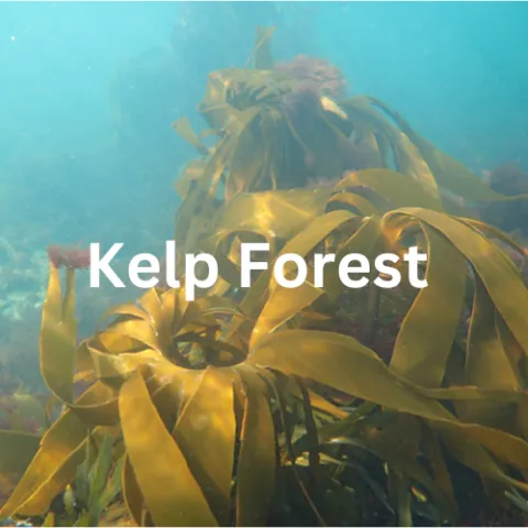 kelp forest sounds hear habitat