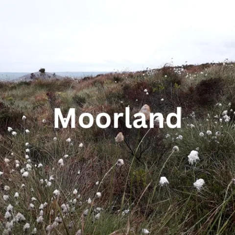moorland hear habitat
