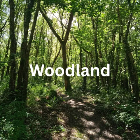 woodland sounds hear habitat