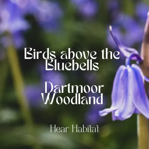 Bird Above the Bluebells