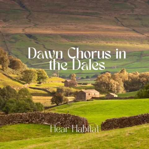 Dawn Chorus Dales