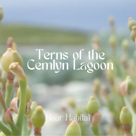 Terns of the Cemlyn Lagoon