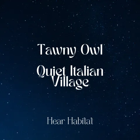 tawny owl quiet italian village