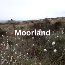 moorland hear habitat