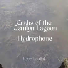 Crabs of the Cemlyn Lagoon