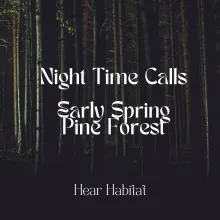 Night TIme Calls Early Spring Pine Forest
