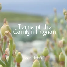 Terns of the Cemlyn Lagoon